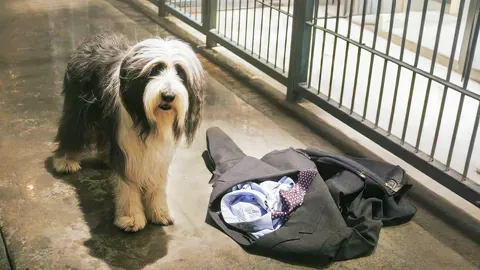 The Shaggy Dog 2006